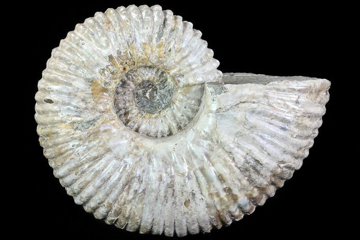 Bumpy Douvilleiceras (Tractor) Ammonite - Huge Example! #75992